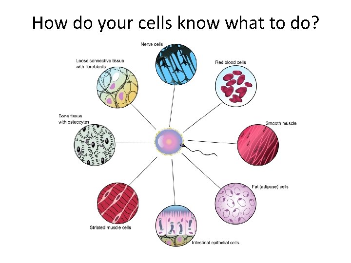 How do your cells know what to do? 