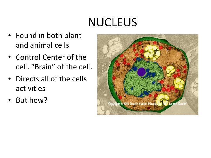 NUCLEUS • Found in both plant and animal cells • Control Center of the