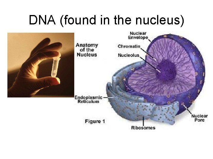 DNA (found in the nucleus) DNA (found in the nucleus)
