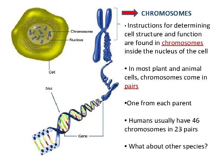 CHROMOSOMES • Instructions for determining cell structure and function are found in chromosomes inside
