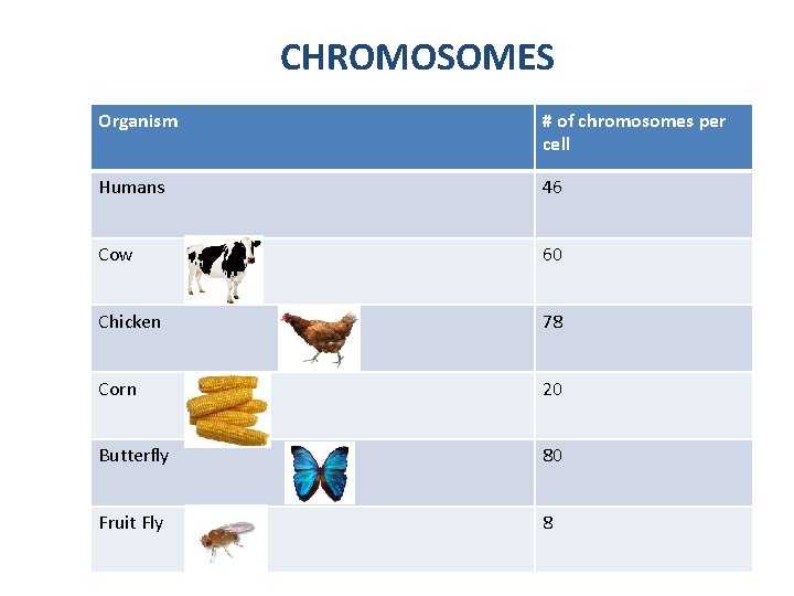 CHROMOSOMES Organism # of chromosomes per cell Humans 46 Cow 60 Chicken 78 Corn CHROMOSOMES Organism # of chromosomes per cell Humans 46 Cow 60 Chicken 78 Corn