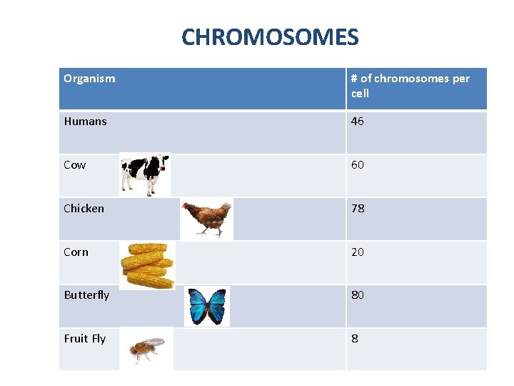CHROMOSOMES Organism # of chromosomes per cell Humans 46 Cow 60 Chicken 78 Corn