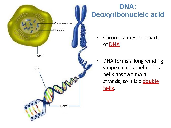 DNA: Deoxyribonucleic acid • Chromosomes are made of DNA • DNA forms a long