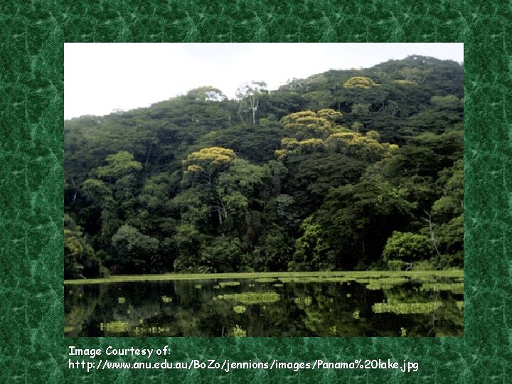 Image Courtesy of: http: //www. anu. edu. au/Bo. Zo/jennions/images/Panama%20 lake. jpg 