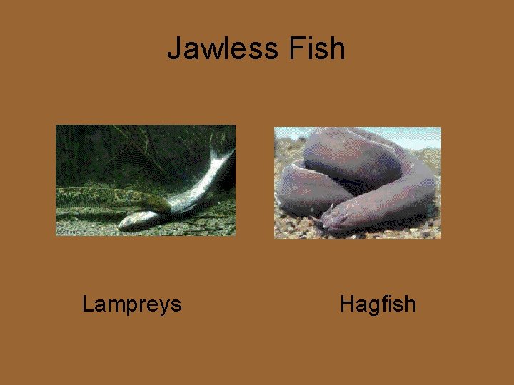 Jawless Fish Lampreys Hagfish 