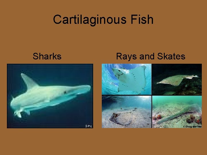 Cartilaginous Fish Sharks Rays and Skates 