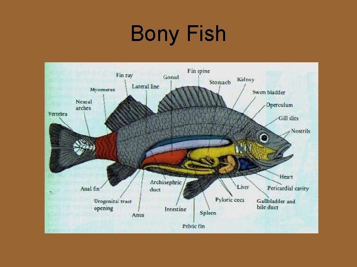 Bony Fish 