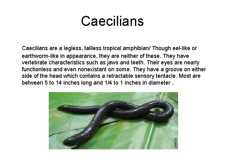Caecilians are a legless, tailless tropical amphibian/ Though eel-like or earthworm-like in appearance, they