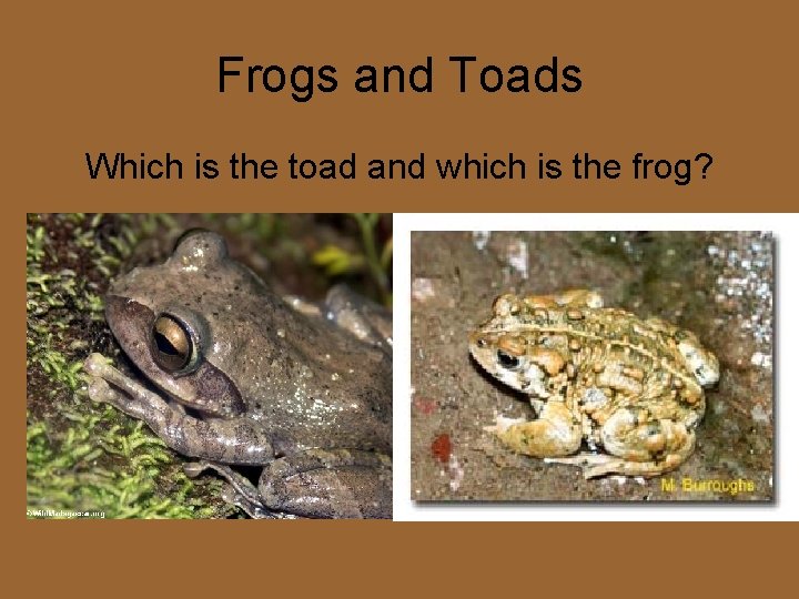 Frogs and Toads Which is the toad and which is the frog? 