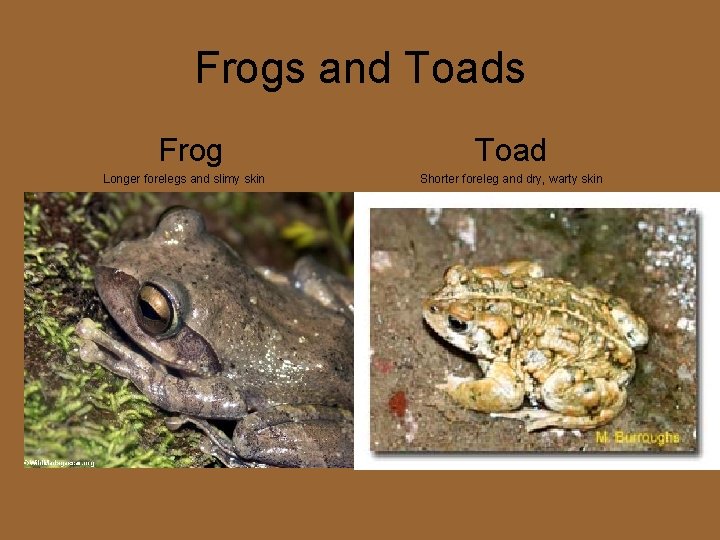 Frogs and Toads Frog Longer forelegs and slimy skin Toad Shorter foreleg and dry,