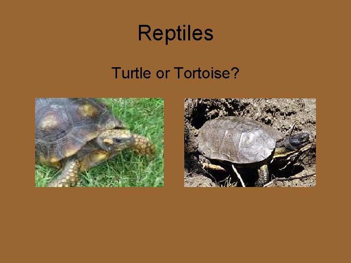 Reptiles Turtle or Tortoise? 
