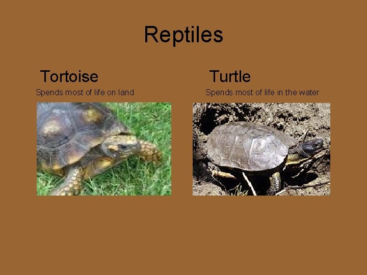 Reptiles Tortoise Spends most of life on land Turtle Spends most of life in