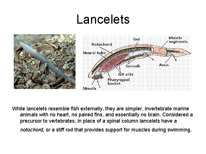 Lancelets While lancelets resemble fish externally, they are simpler, invertebrate marine animals with no