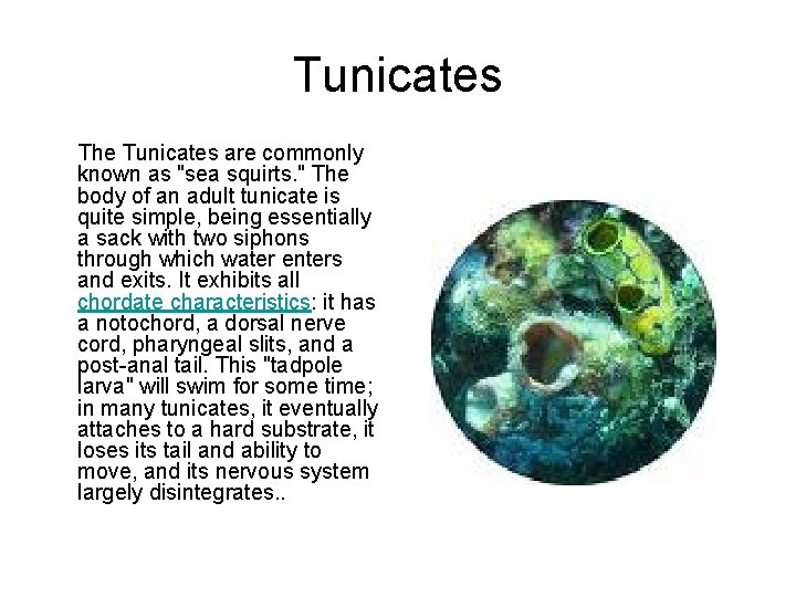 Tunicates The Tunicates are commonly known as "sea squirts. " The body of an
