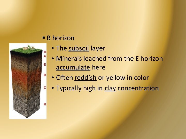 § B horizon • The subsoil layer • Minerals leached from the E horizon