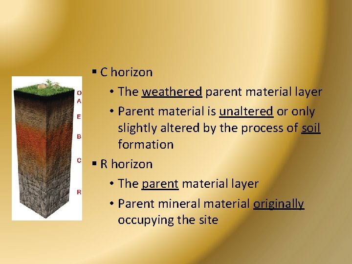 § C horizon • The weathered parent material layer • Parent material is unaltered