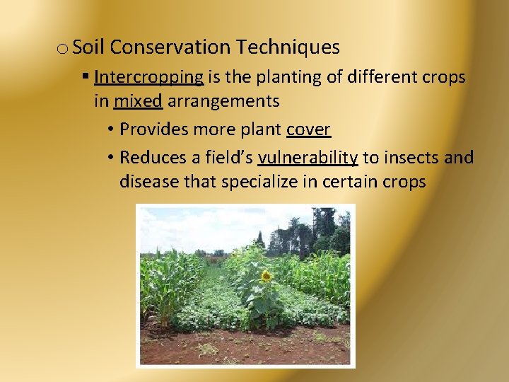 o Soil Conservation Techniques § Intercropping is the planting of different crops in mixed