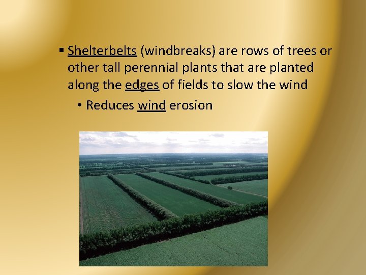 § Shelterbelts (windbreaks) are rows of trees or other tall perennial plants that are