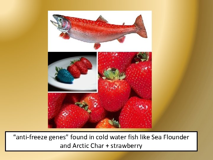 “anti-freeze genes” found in cold water fish like Sea Flounder and Arctic Char +