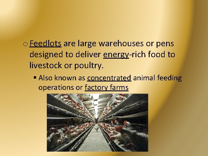 o Feedlots are large warehouses or pens designed to deliver energy-rich food to livestock