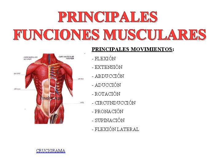 PRINCIPALES FUNCIONES MUSCULARES PRINCIPALES MOVIMIENTOS: - FLEXIÓN - EXTENSIÓN - ABDUCCIÓN - ADUCCIÓN Pincha