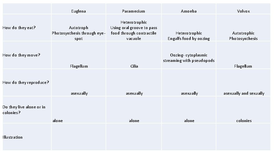 How do they eat? Euglena Paramecium Amoeba Volvox Autotroph Photosynthesis through eyespot Heterotrophic Using