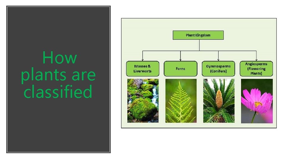 How plants are classified 