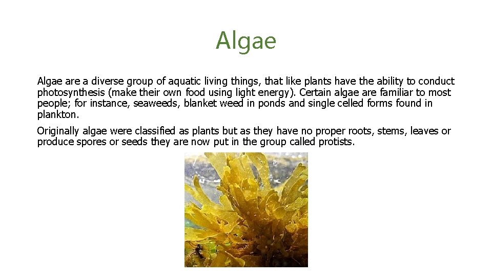 Algae are a diverse group of aquatic living things, that like plants have the