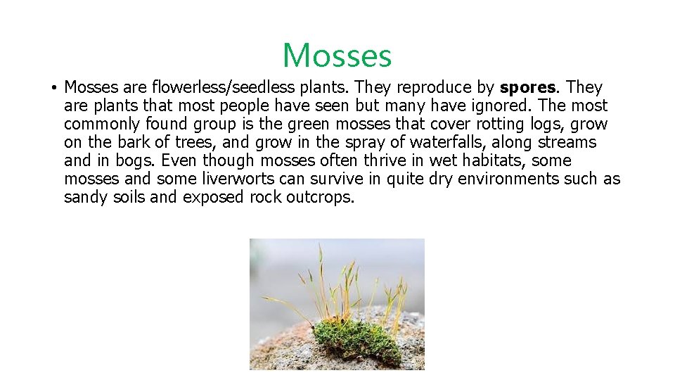 Mosses • Mosses are flowerless/seedless plants. They reproduce by spores. They are plants that