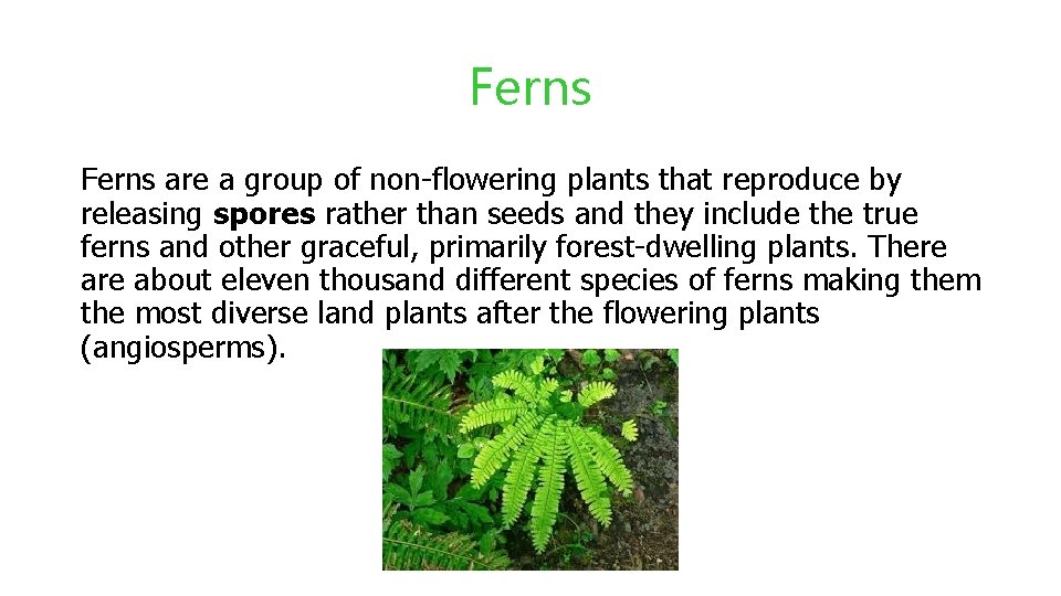 Ferns are a group of non-flowering plants that reproduce by releasing spores rather than