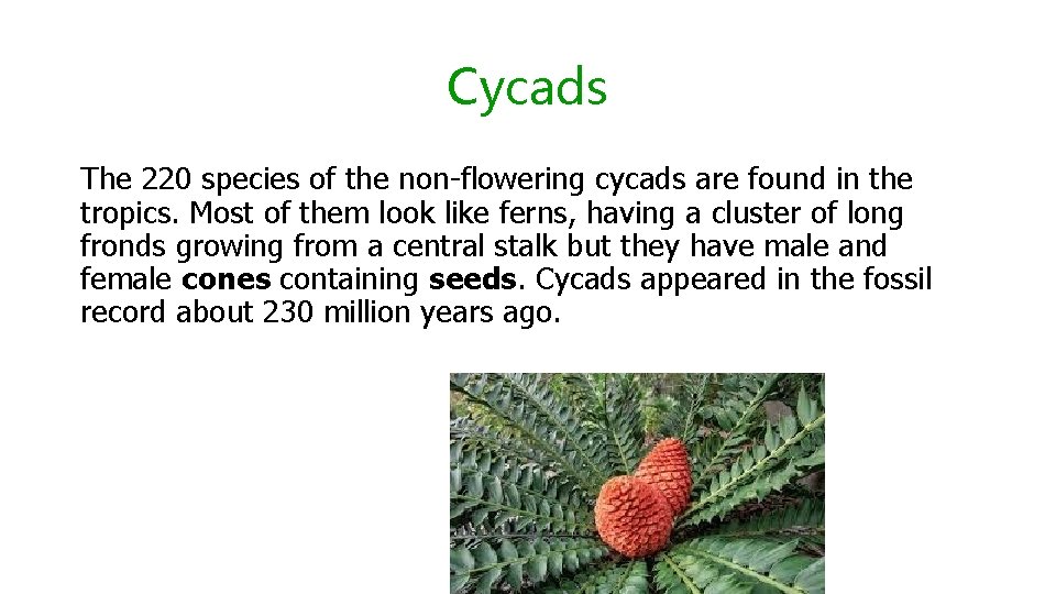Cycads The 220 species of the non-flowering cycads are found in the tropics. Most