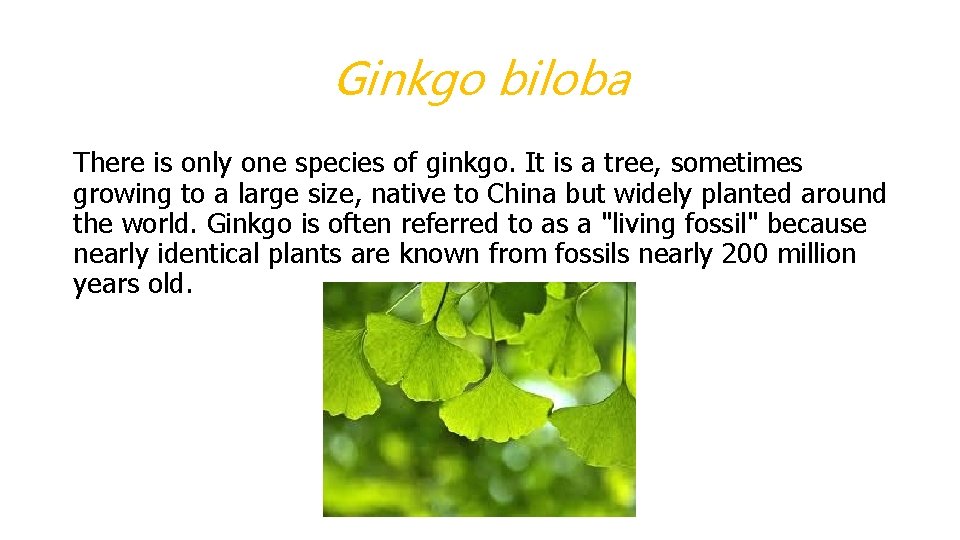 Ginkgo biloba There is only one species of ginkgo. It is a tree, sometimes