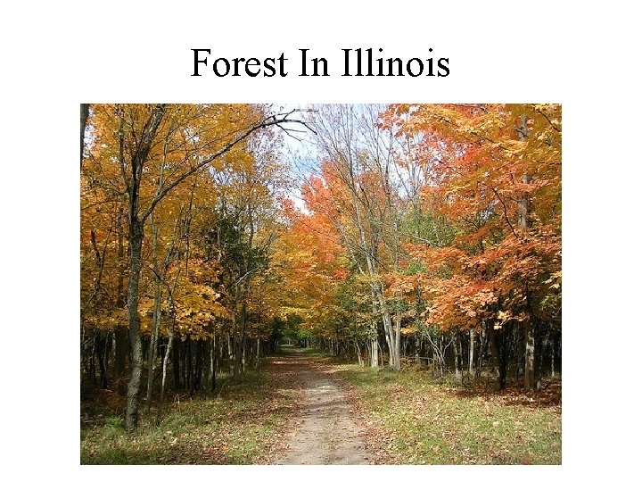 Forest In Illinois 