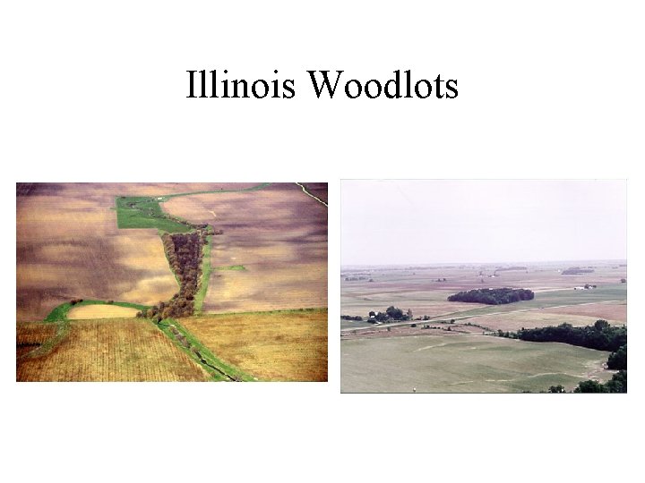 Illinois Woodlots 