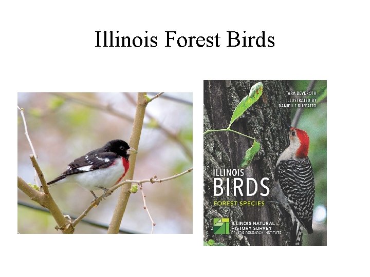 Illinois Forest Birds 