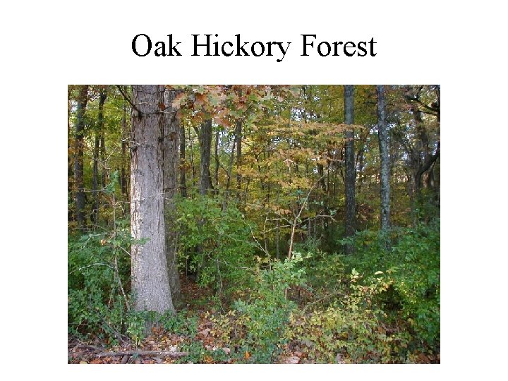 Oak Hickory Forest 