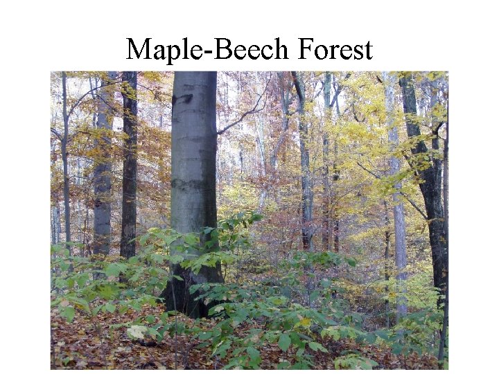 Maple-Beech Forest 