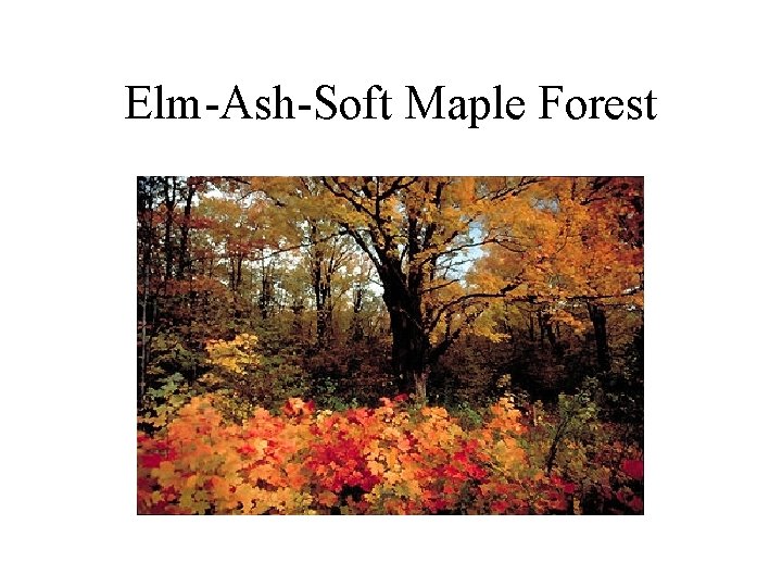 Elm-Ash-Soft Maple Forest 