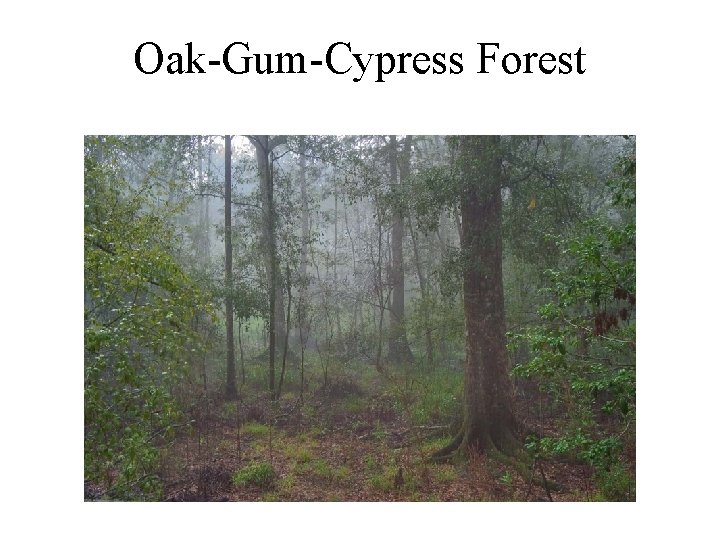 Oak-Gum-Cypress Forest 