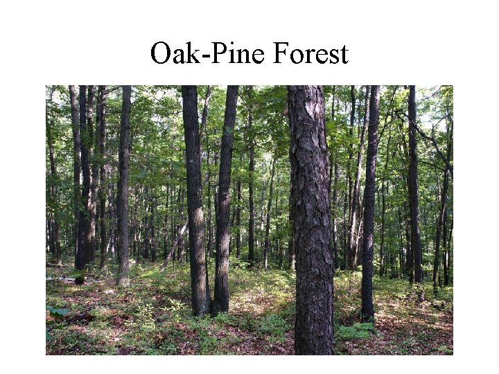 Oak-Pine Forest 