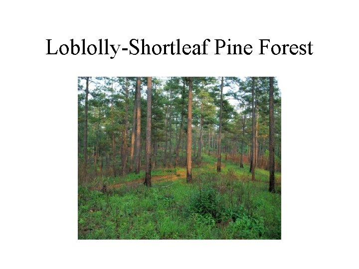 Loblolly-Shortleaf Pine Forest 