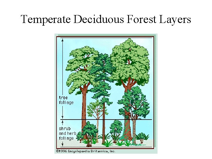 Temperate Deciduous Forest Layers 