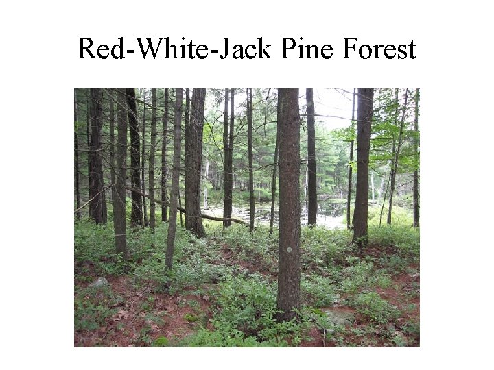 Red-White-Jack Pine Forest 