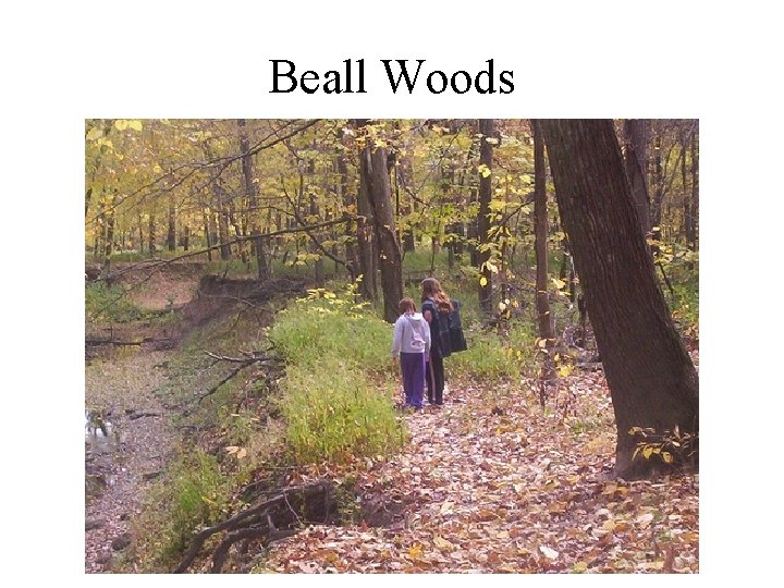 Beall Woods 