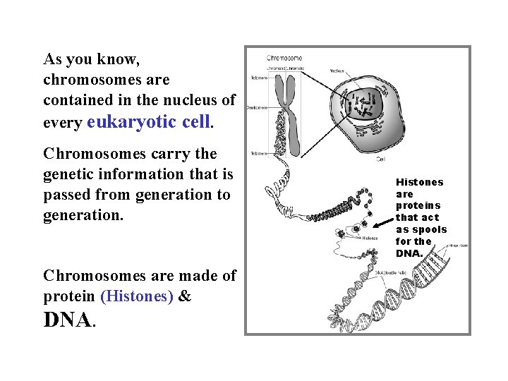 As you know, chromosomes are contained in the nucleus of every eukaryotic cell. Chromosomes