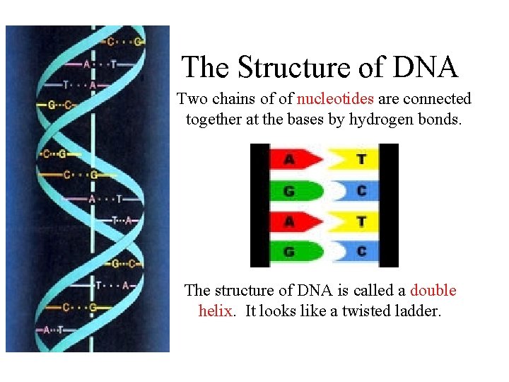 The Structure of DNA Two chains of of nucleotides are connected together at the