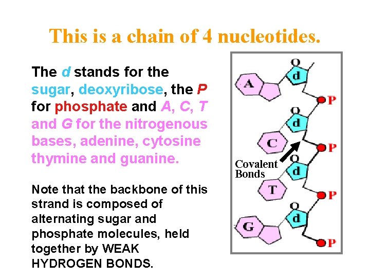 This is a chain of 4 nucleotides. The d stands for the sugar, deoxyribose,