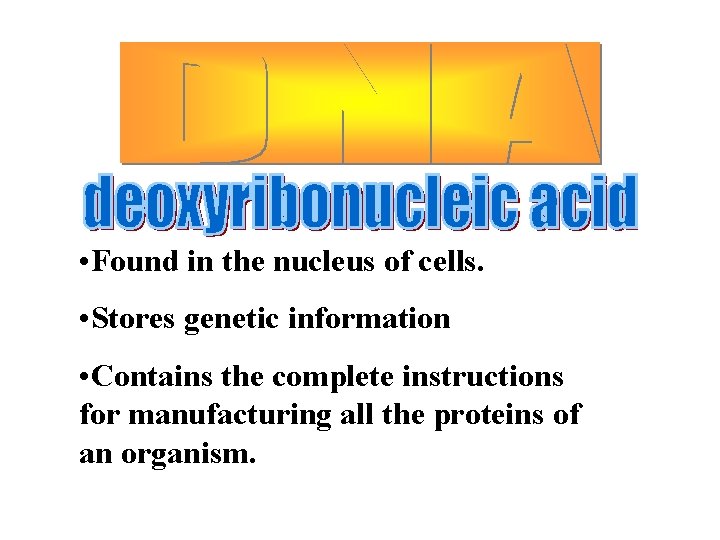  • Found in the nucleus of cells. • Stores genetic information • Contains