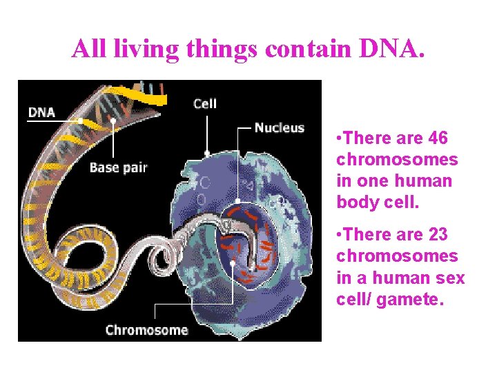 All living things contain DNA. • There are 46 chromosomes in one human body