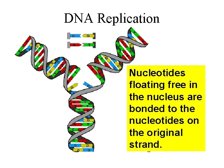 DNA Replication Nucleotides floating free in the nucleus are bonded to the nucleotides on